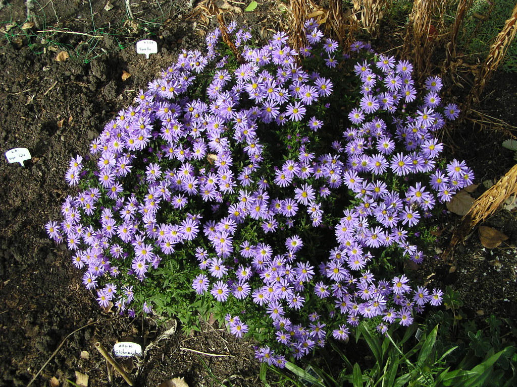 Aster novae-angliae 'Lady in Blue'